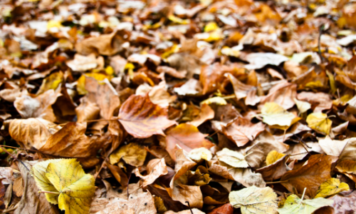 Fallen autumn leaves covering ground, illustrating potential blockage and suffocation risks for HVAC systems.